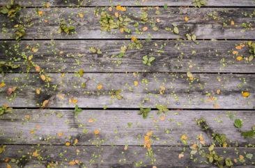 Pattern in the Leaves