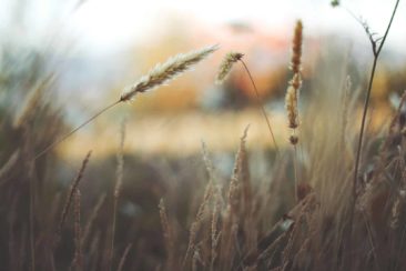 Field